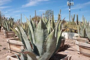 Agave plants in wooden planters, sunny day.