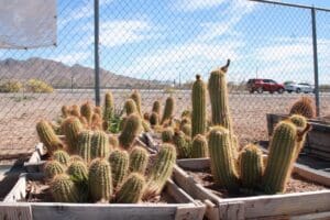 Cacti in wooden planters by a fence.