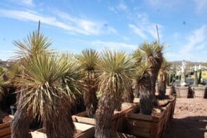 Desert plants in wooden containers under sky.