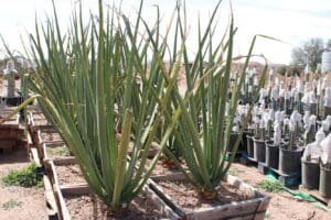 Aloe plants in outdoor nursery setting.