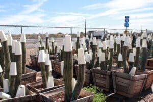 Cacti covered with cups in wooden boxes.