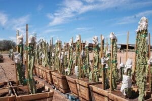 Cacti in wooden boxes under blue sky.