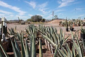 Desert landscape with agave plants and cacti.