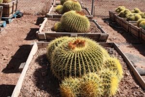 Barrel cacti in wooden planters, desert setting.
