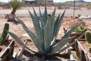 Agave plant in a desert garden setting.