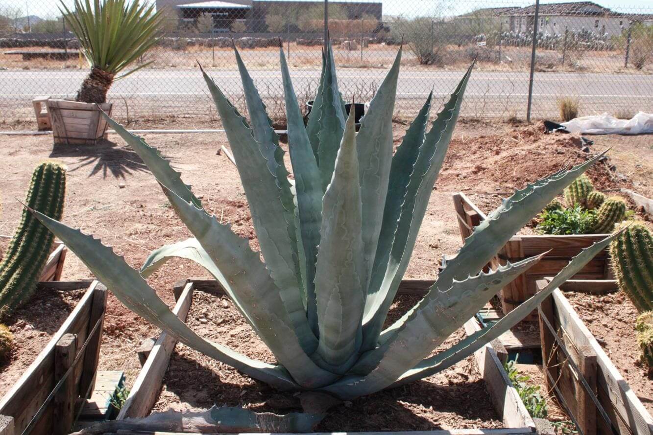 Agave plant in a desert garden setting.