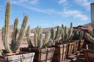 Cacti in wooden planters under clear sky.