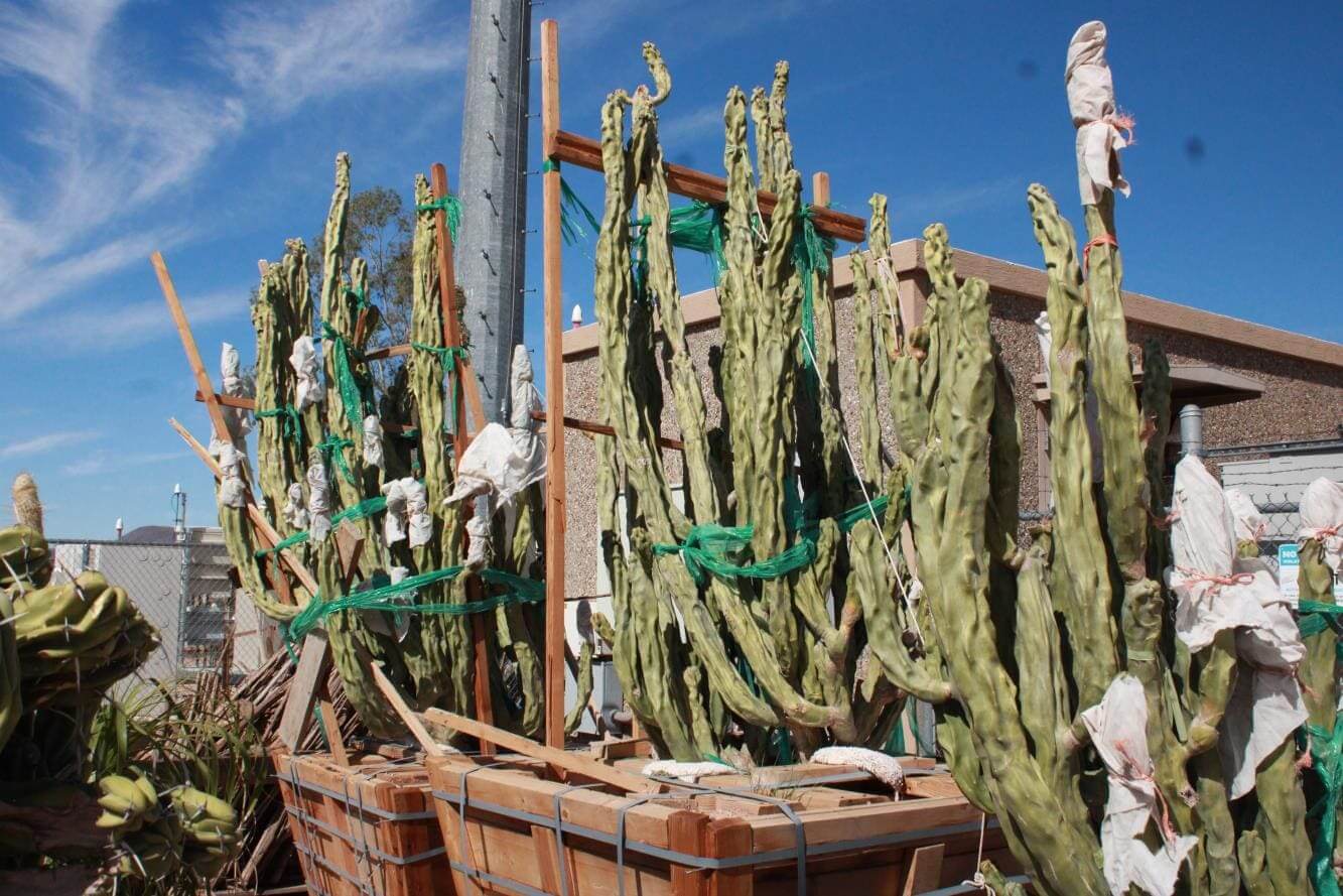 Tall cacti in wooden planters outdoors.