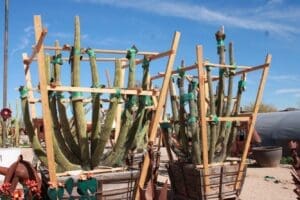 Cacti supported by wooden frames outdoors.