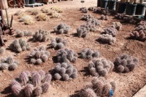 Cacti planted in dry desert soil.