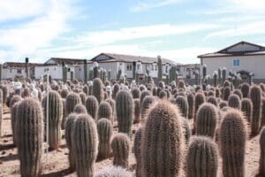Cacti field with houses in the background.