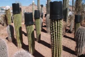 Cacti with black pots on top.