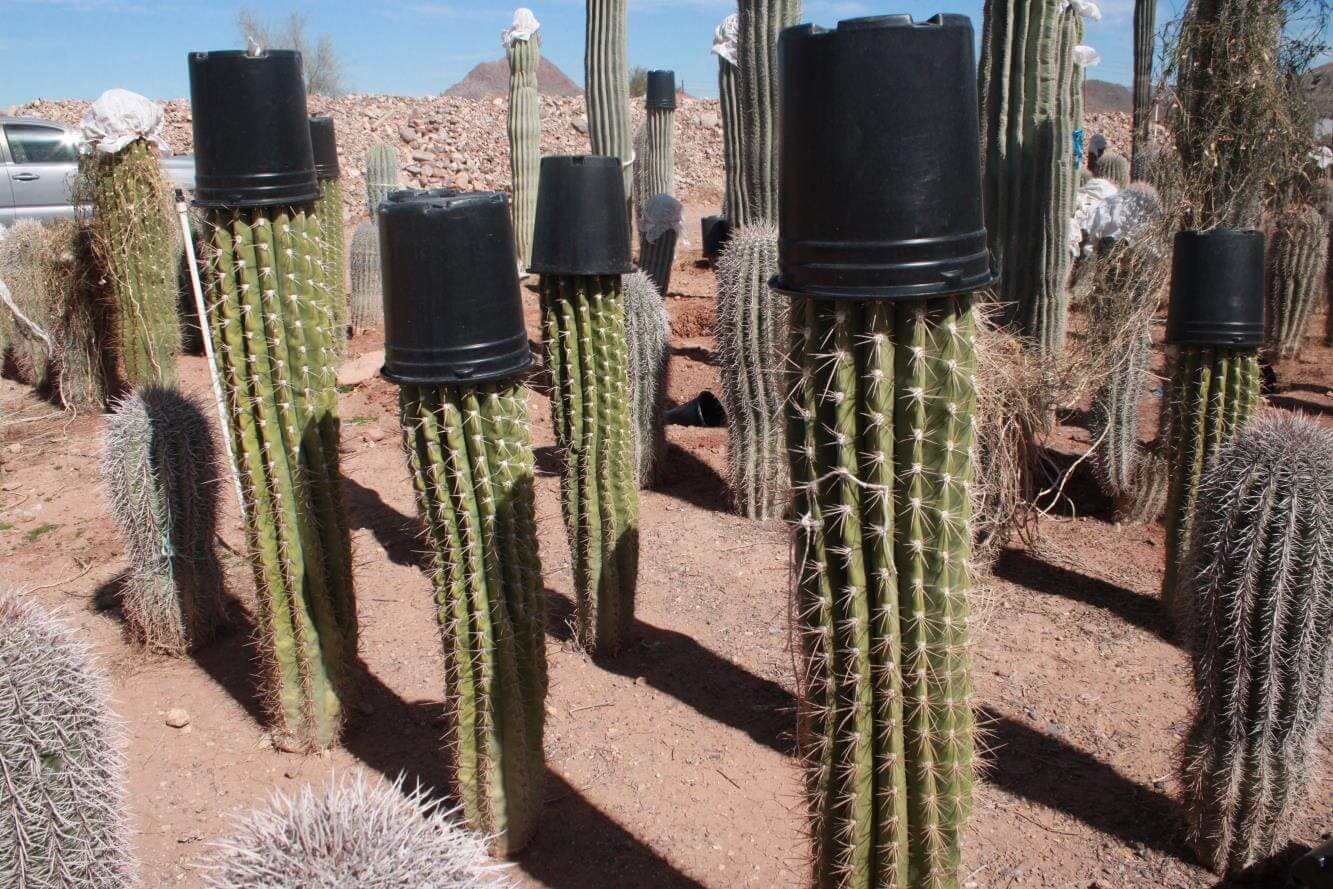 Cacti with black pots on top.