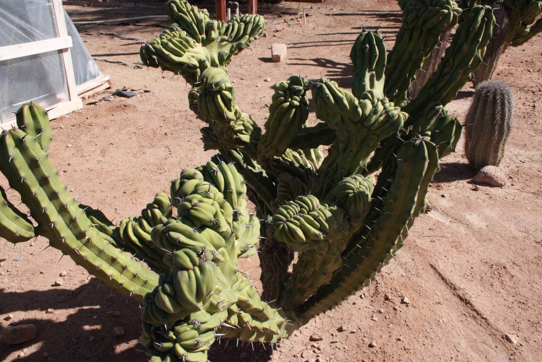 Unique, twisted cacti in a desert setting.