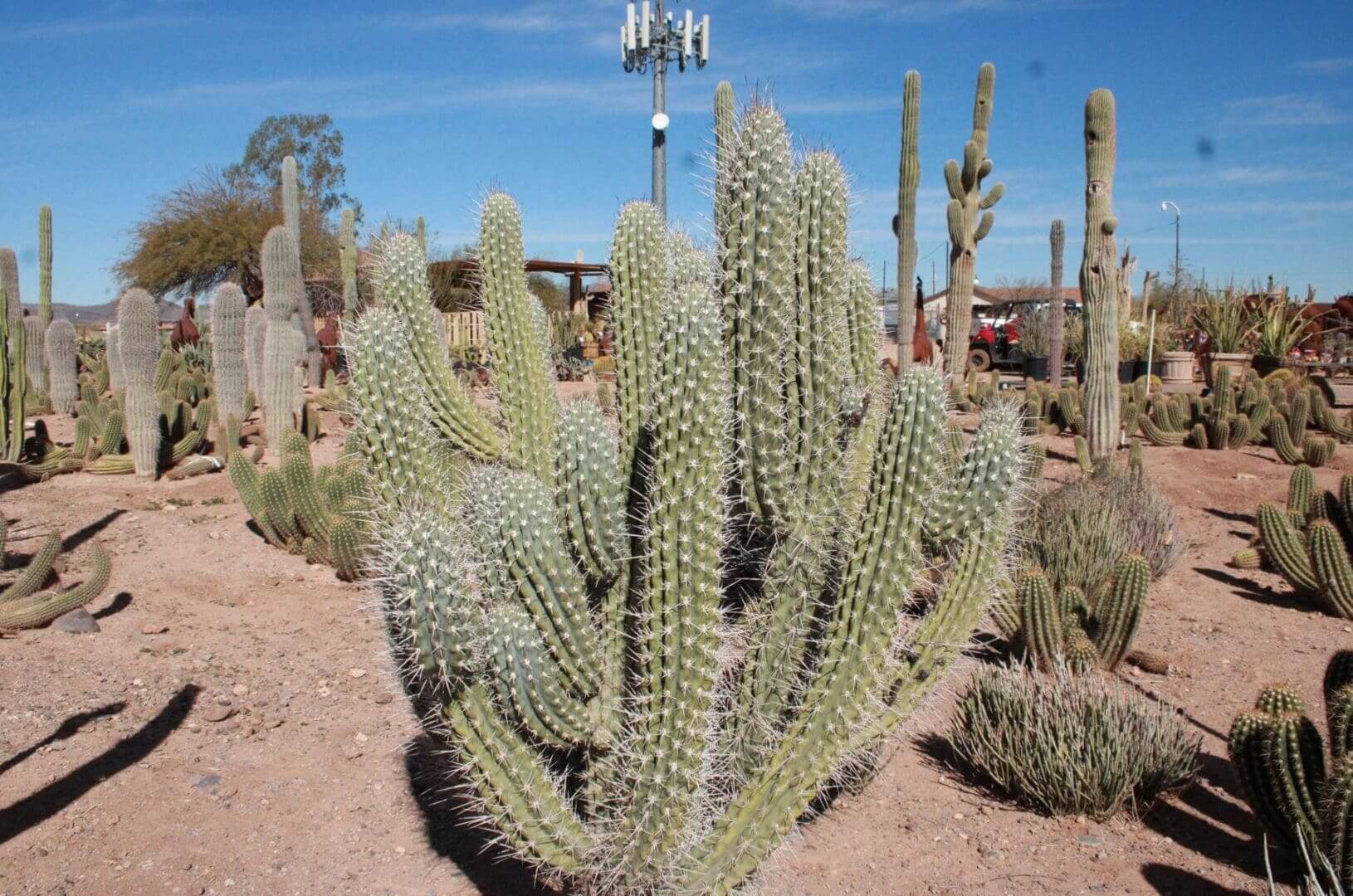 Desert landscape with various cacti under sunlight.