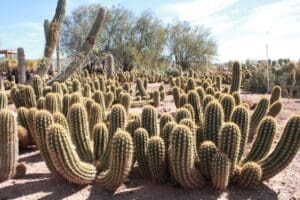 Cacti in desert garden under clear sky.