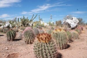 Desert landscape with various cacti under sky.