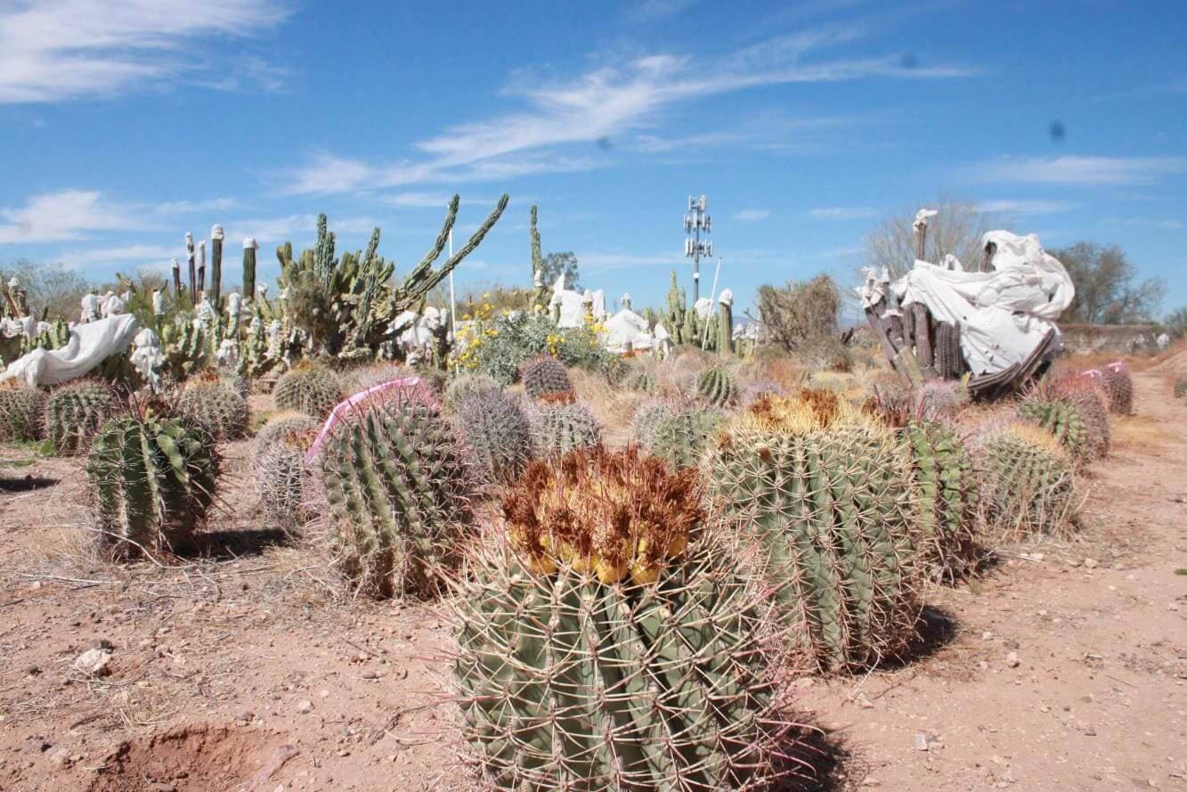 Desert landscape with various cacti under sky.